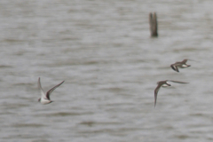 Charadrius hiaticula