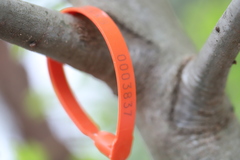 Amphibolips confluenta