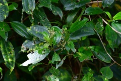 Miconia glaberrima