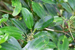Miconia glaberrima