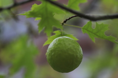 Amphibolips confluenta