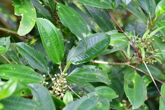 Miconia glaberrima