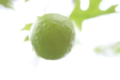 Amphibolips confluenta