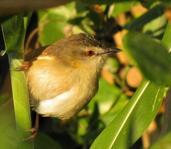 Prinia subflava pondoensis