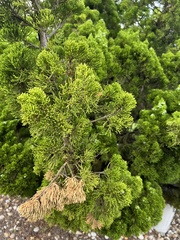 Diaporthe juniperivora