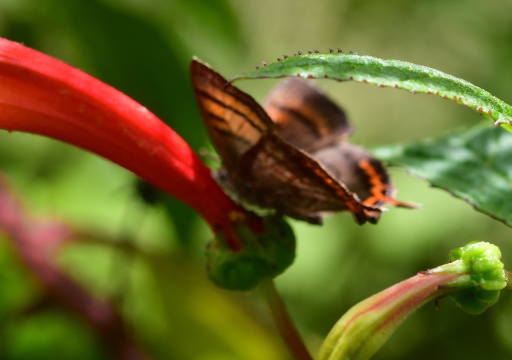 Guatemalan Copper