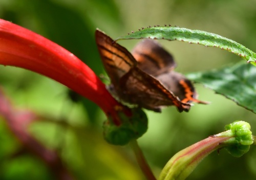 Guatemalan Copper