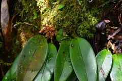 Acianthera johnsonii