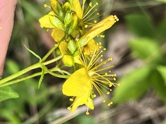 Hypericum pseudomaculatum