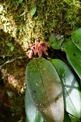 Acianthera johnsonii