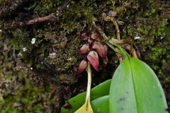 Acianthera johnsonii