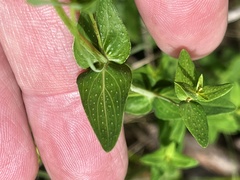 Hypericum pseudomaculatum