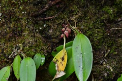 Acianthera johnsonii
