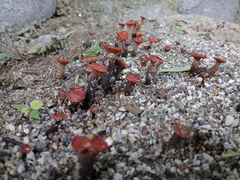 Hypocreodendron sanguineum