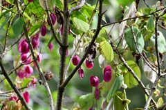 Passiflora membranacea