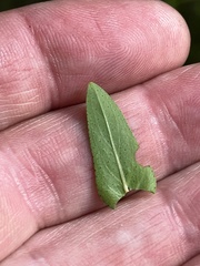 Hypericum pseudomaculatum