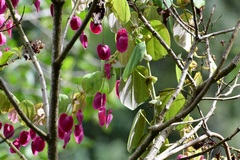 Passiflora membranacea