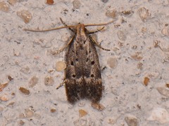 Neodactylota liguritrix