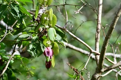 Passiflora membranacea