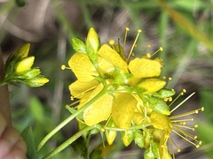 Hypericum pseudomaculatum
