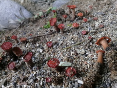 Hypocreodendron sanguineum