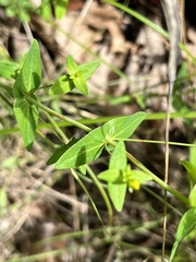 Hypericum pseudomaculatum