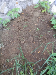 Hypocreodendron sanguineum