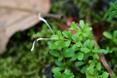 Peperomia conocarpa