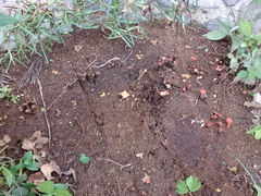 Hypocreodendron sanguineum