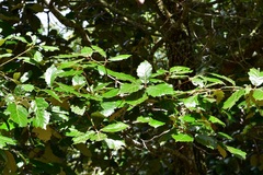 Quercus calophylla
