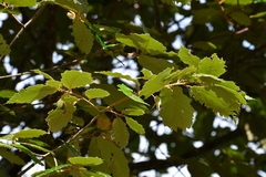 Quercus calophylla