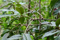 Quercus × dysophylla