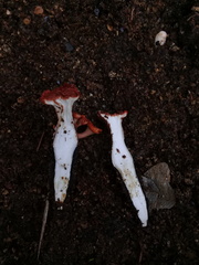 Hypocreodendron sanguineum