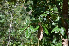 Quercus × dysophylla