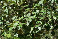 Quercus × dysophylla