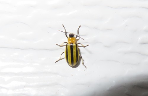Striped Cucumber Beetle photo 4