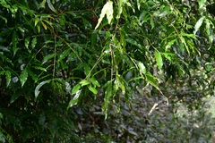 Quercus ocoteifolia