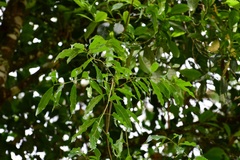 Quercus ocoteifolia