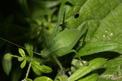 Isophya camptoxypha
