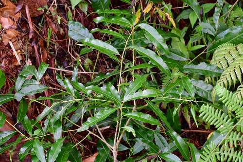 Quercus ocoteifolia