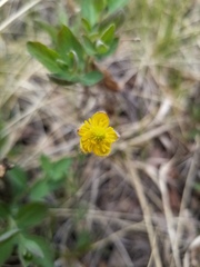 Ranunculus cardiophyllus