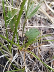 Ranunculus cardiophyllus