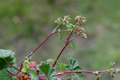 Alchemilla pectinata