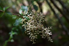 Holodiscus argenteus