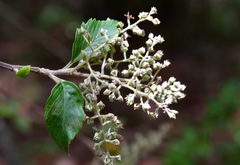 Holodiscus argenteus