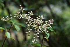 Holodiscus argenteus