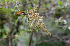 Holodiscus argenteus