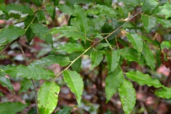 Prunus rhamnoides