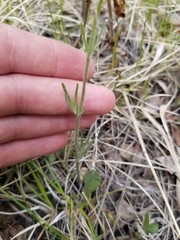 Ranunculus cardiophyllus