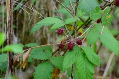 Rubus coriifolius